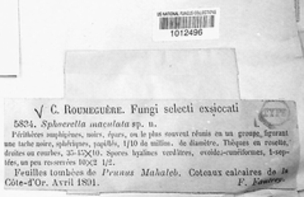 Sphaerella maculata image